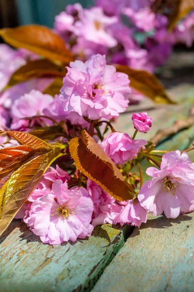 Mooi Lente Rustieke Achtergrond Met Roze Japans Boom Bloesem — Stockfoto