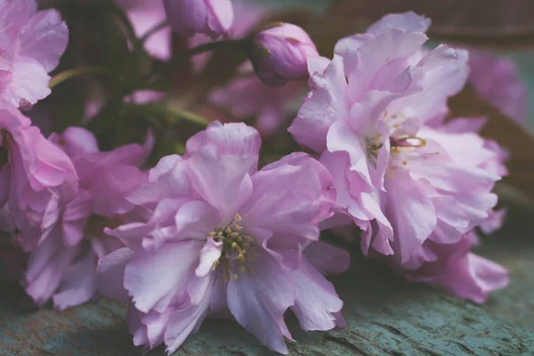 Estilo Rústico Primavera Fundo Com Rosa Japonês Cereja Flor Perto — Fotografia de Stock