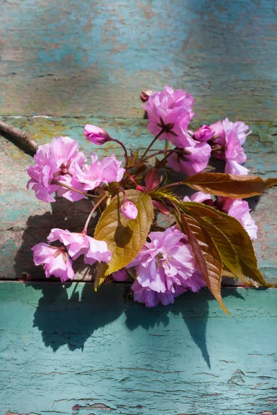 Instagram Estilo Japonés Flor Cerezo Fondo — Foto de Stock