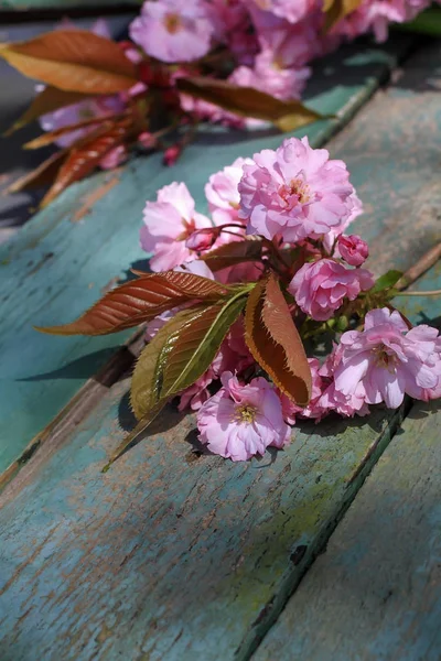 Japonês cereja flor belo fundo — Fotografia de Stock