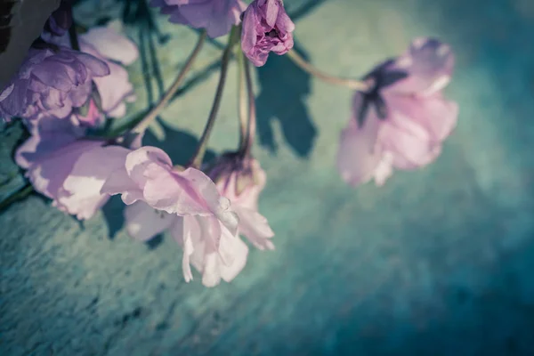 Instagram スタイル桜背景 — ストック写真