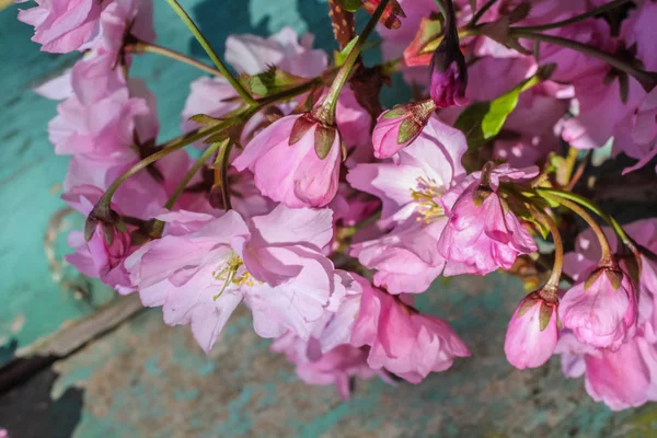 Style Instagram Fond Fleur Cerisier Japonais — Photo