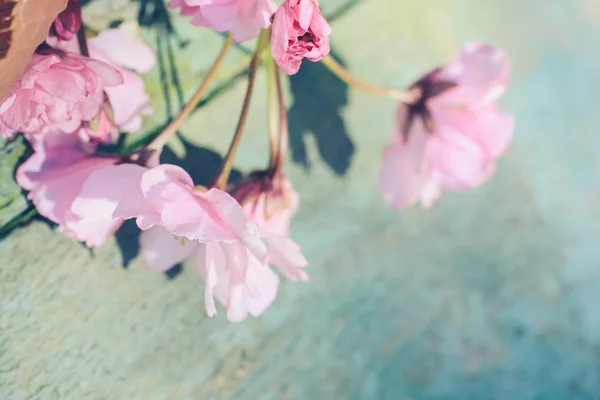 Instagram Style Japanese Cherry Blossom Background — Stock Photo, Image