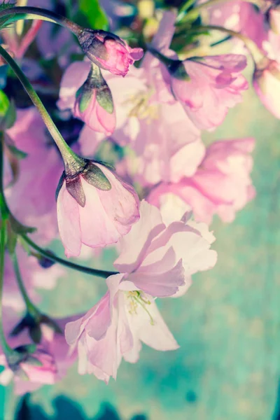 Instagram Stil Japon Kiraz Çiçeği Arka Plan — Stok fotoğraf