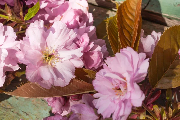 Instagram Stil Japanska Cherry Blossom Bakgrund — Stockfoto