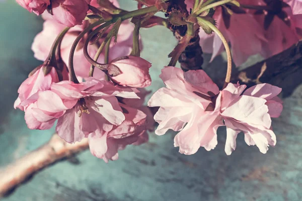 Japanse cherry blossom mooie achtergrond — Stockfoto