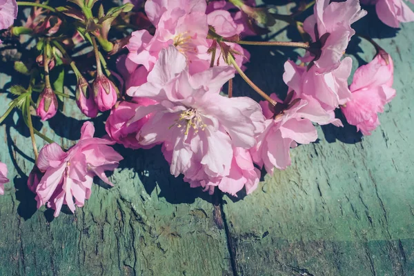 Instagram Styl Japoński Kwiat Wiśni Tle — Zdjęcie stockowe