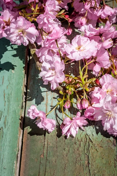 Beautifufl Vintage Spring Background Flowers Japanese Cherry — Stock Photo, Image