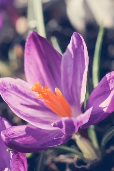 Vacker Violett Cracuses Trädgården — Stockfoto