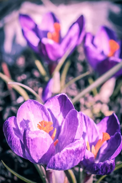 Belos Crocos Violetas Jardim Dia Ensolarado — Fotografia de Stock