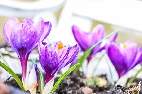 Beautiful Violet Cracuses Garden — Stock Photo, Image