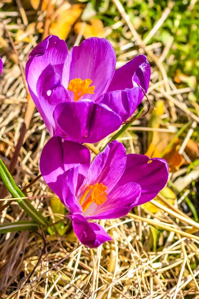 Hermosas Grietas Violetas Jardín —  Fotos de Stock