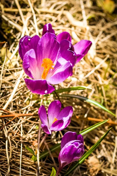 Vacker Violett Krokus Trädgården Solig Dag — Stockfoto