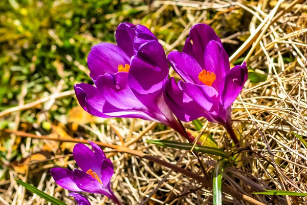 Hermosas Grietas Violetas Jardín — Foto de Stock