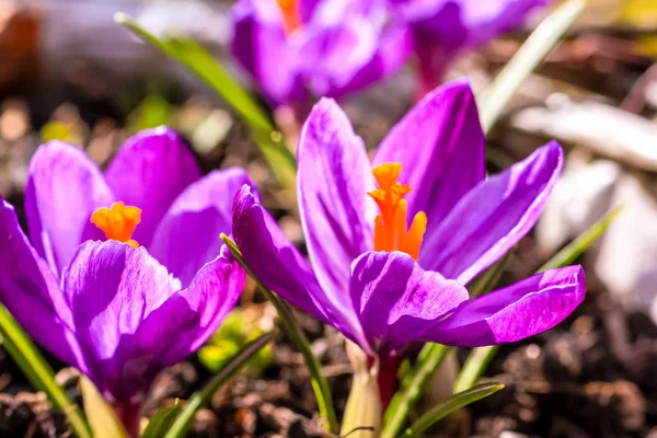 Vacker Violett Cracuses Trädgården — Stockfoto