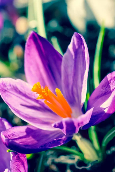 花园里美丽的紫罗兰 Cracuses — 图库照片