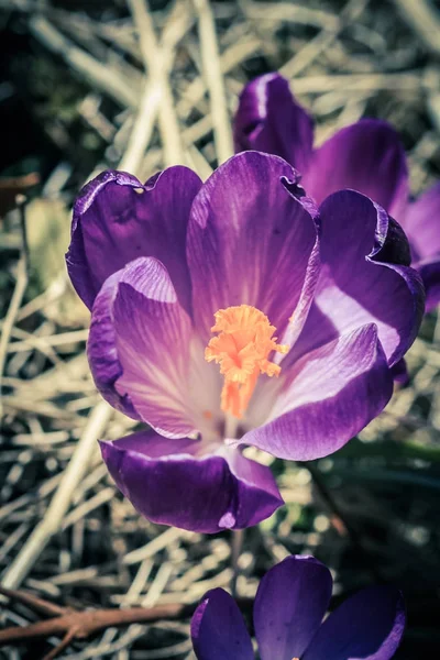 Vacker violett cracuses i trädgården — Stockfoto