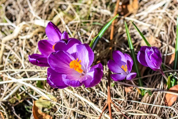 Vacker Violett Cracuses Trädgården — Stockfoto