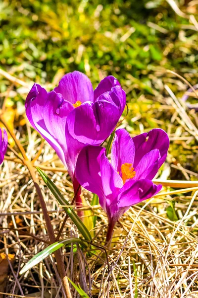Hermosas grietas violetas en el jardín — Foto de Stock