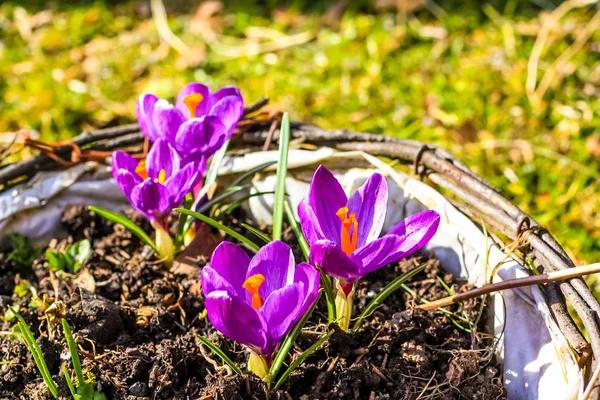 Hermosas Grietas Violetas Jardín — Foto de Stock