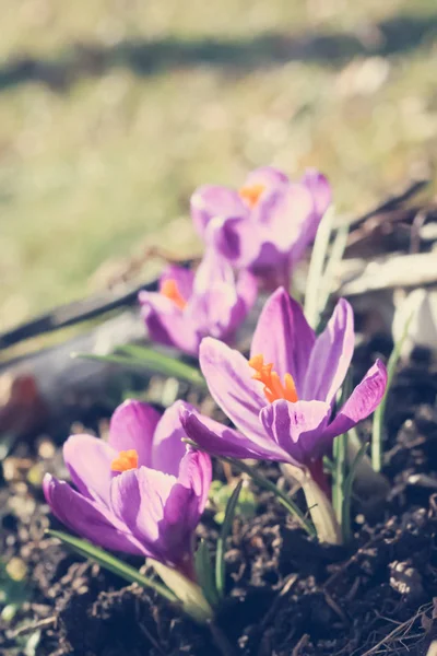 Schöne Violette Krokusse Garten Einem Sonnigen Tag — Stockfoto