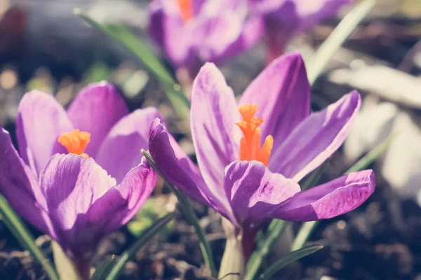 Hermosos Cocodrilos Violetas Jardín Día Soleado —  Fotos de Stock