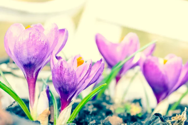 Belos crocos violetas no jardim em um dia ensolarado — Fotografia de Stock