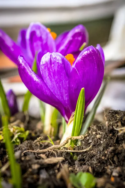 Vacker violett cracuses i trädgården — Stockfoto