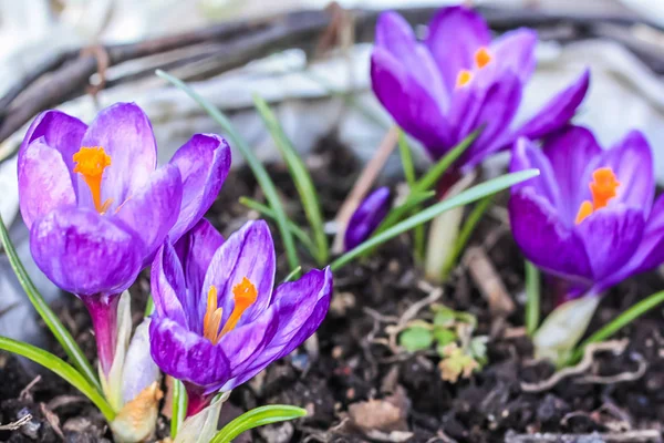 Vacker violett cracuses i trädgården — Stockfoto