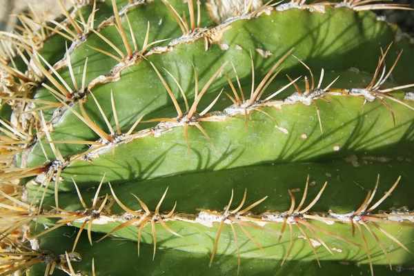 Close Green Cactus Macro Shot — Stock Photo, Image