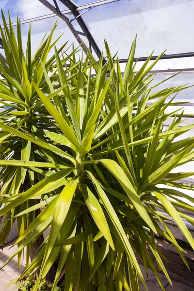 Yuka Plant Close Image — Stock Photo, Image