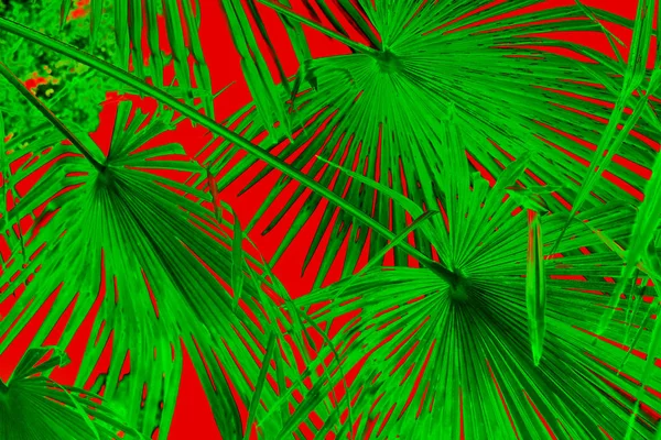 Graphic Image Tropical Green Palm Leaves Red Background — Stock Photo, Image