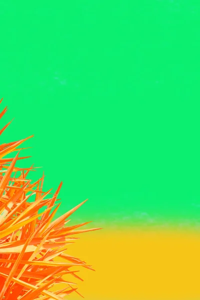 Orange Exotische Pflanze Auf Hellgrünem Und Blauem Hintergrund Minimalistischer Hintergrund — Stockfoto