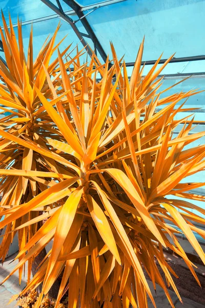Yuka Pflanze Aus Nächster Nähe Grafisches Bild Orange Und Blau — Stockfoto