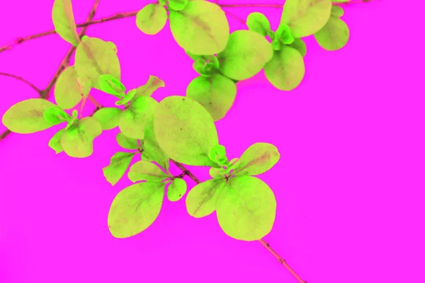 Minimalistic image of green leaves on bright pink background