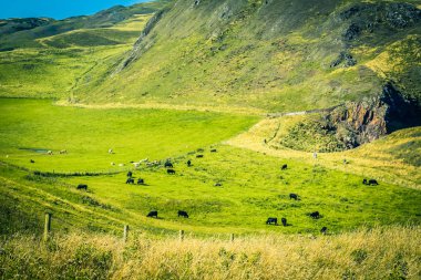 Güzel Cliffs of Scotland, St Abb'ın kafa, İngiltere