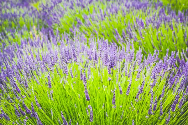 Campos Lavanda England Reino Unido — Fotografia de Stock