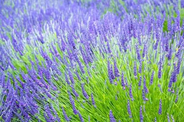 Campi Lavanda Inghilterra Regno Unito — Foto Stock