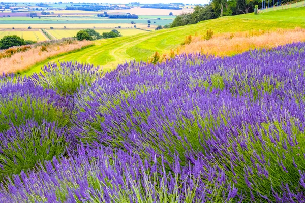 Campos Lavanda Inglaterra Reino Unido —  Fotos de Stock