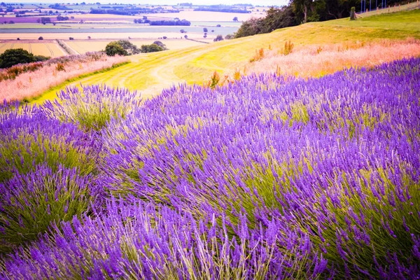 Campi Lavanda Inghilterra Regno Unito — Foto Stock