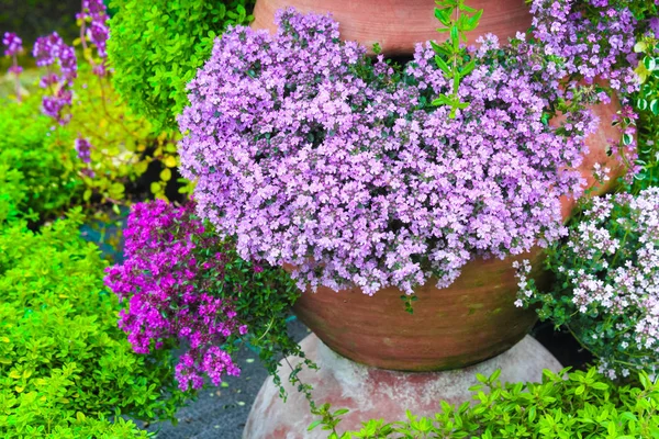 Variedad Flores Tomillo Floreciendo Maceta Del Jardín —  Fotos de Stock