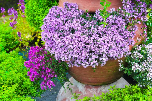 Mängd Timjan Blommor Blommar Trädgården Blomkrukan — Stockfoto