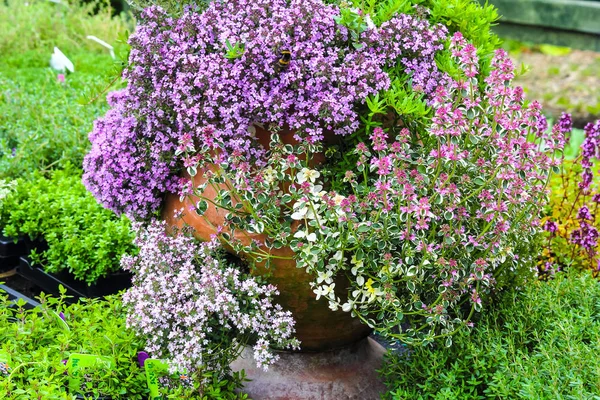 Varietà Fiori Timo Che Fioriscono Nel Vaso Giardino — Foto Stock