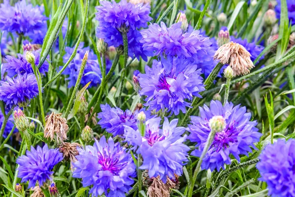 Beautiful Cornflowers Meadow Close — Stock Photo, Image