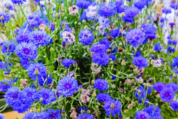 Beautiful Cornflowers Meadow Close — Stock Photo, Image