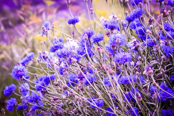 Beautiful Cornflowers Meadow Close — Stock Photo, Image