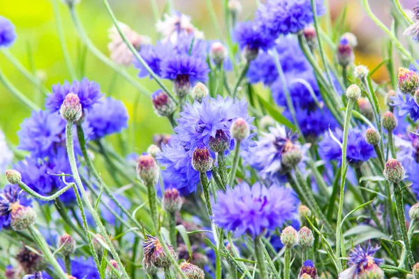 Bellissimo Prato Fiori Mais Vicino — Foto Stock