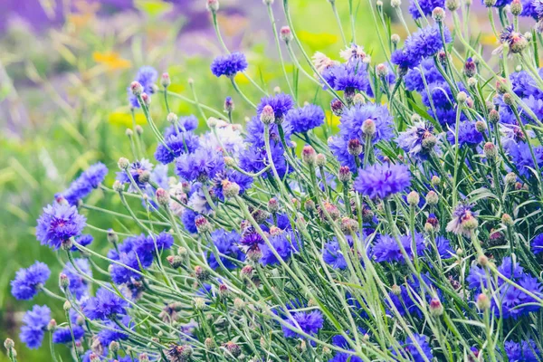 Schöne Kornblumenwiese Aus Nächster Nähe — Stockfoto