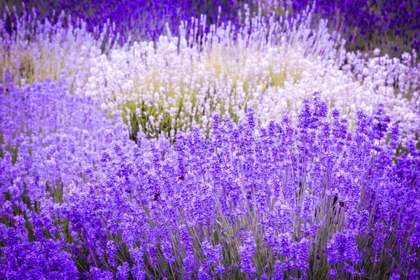 Levandulová Pole Anglii Velká Británie — Stock fotografie