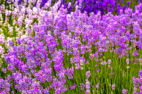 Lavendelfelder England Großbritannien — Stockfoto